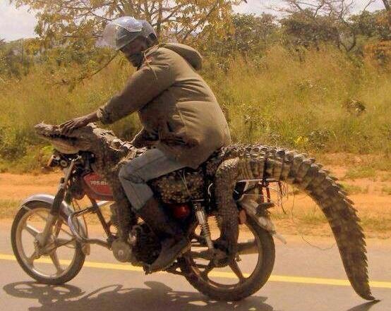 Motorcyclist Carrying a Full-Size Crocodile