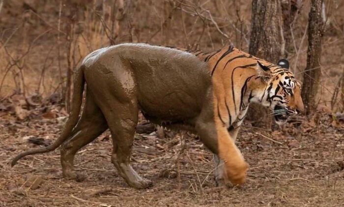 Half tiger half hippo