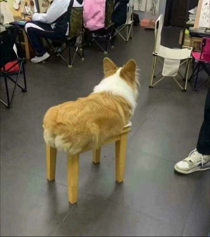 The dog with wooden legs