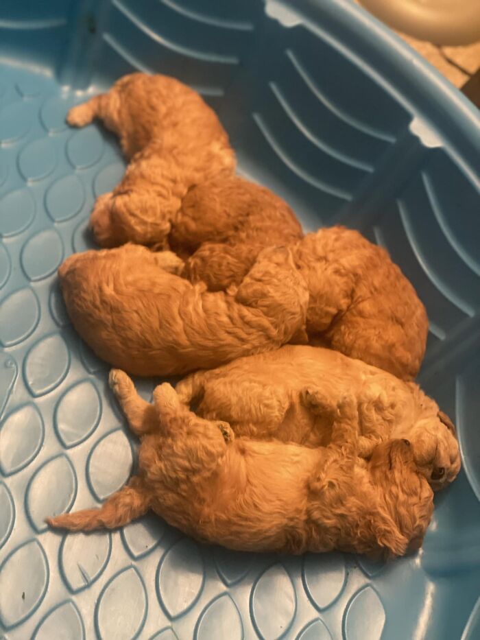 Chicken nugget cosplay