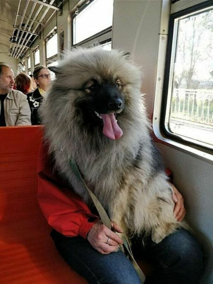 Dog riding the bus