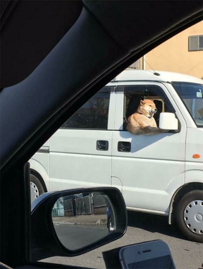 Muscly dog at the wheel