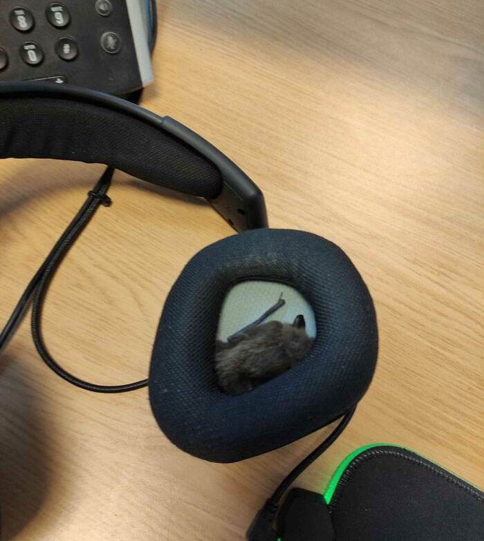 Surprise inside headphones