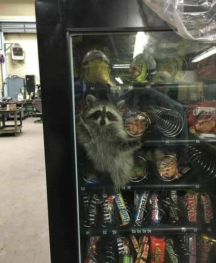 Vending machine guest