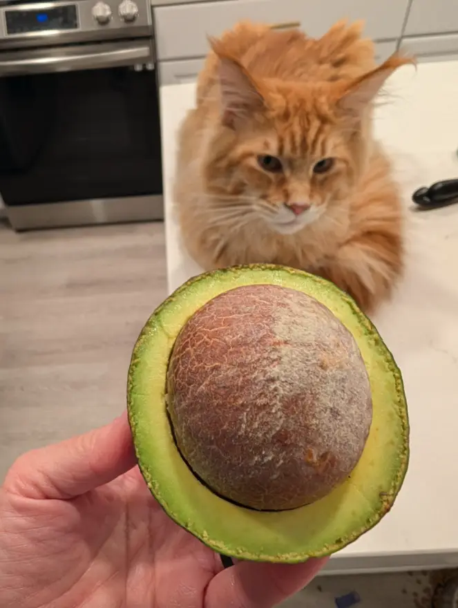 Worst avocado ever