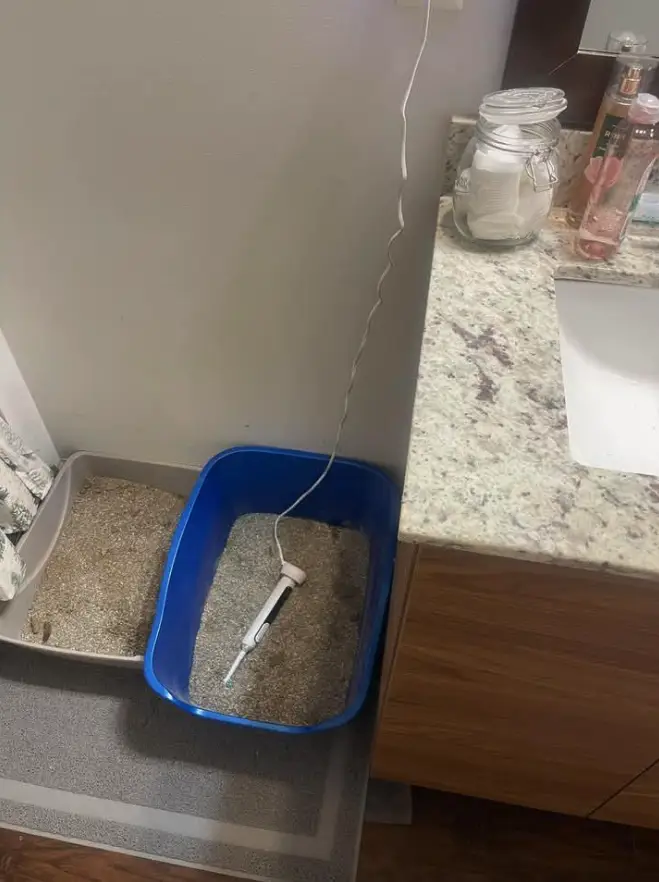 The shenanigans of a cat