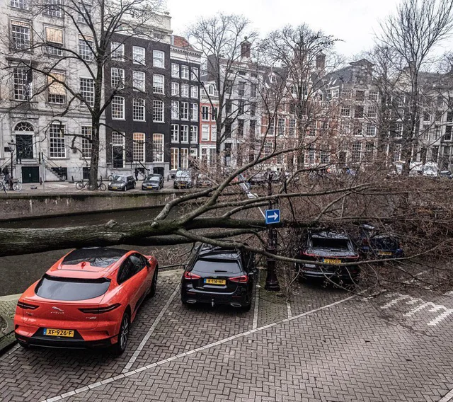 Fallen tree destroys cars