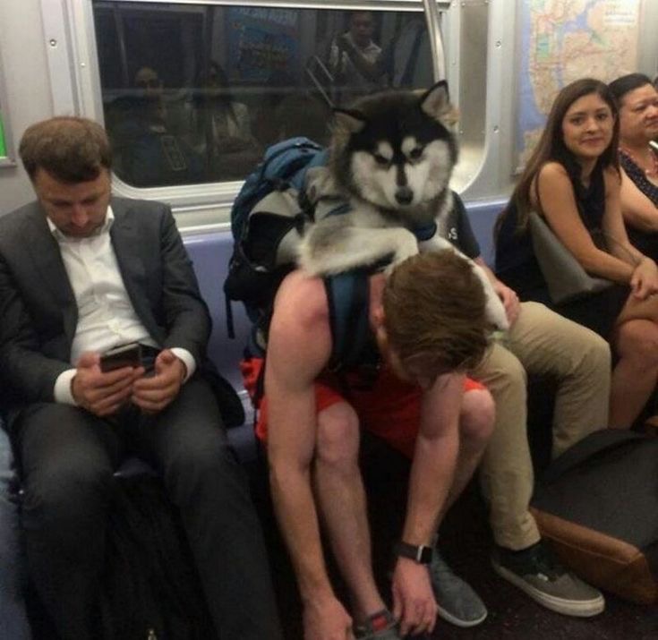Subway Man With a Husky In His Backpack