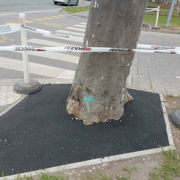 Concrete Poured Around a Living Tree