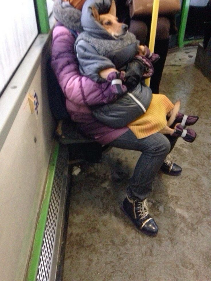 Dog Looking Better than You