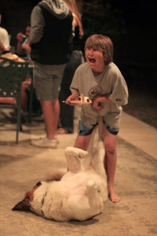 Dog Kicking a Kid in the Worst Possible Place
