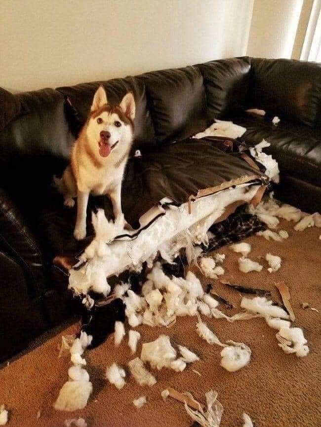 Dog Completely Destroyed the Couch