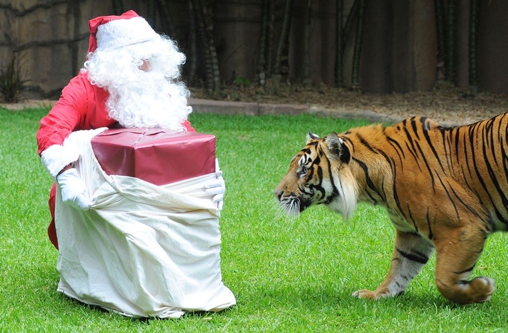 Santa Giving a Present to a Tiger