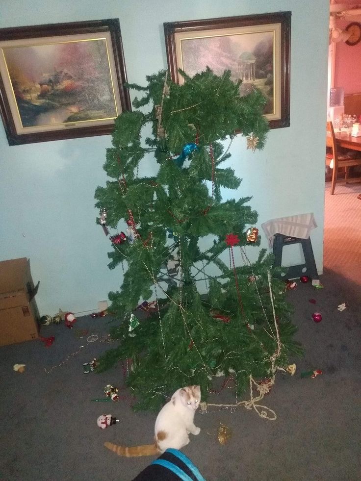 A Sad, Dying Christmas Tree