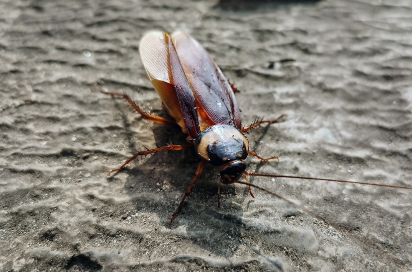 Louisville Zoo will let you name a roach after your ex for Valentine's Day
