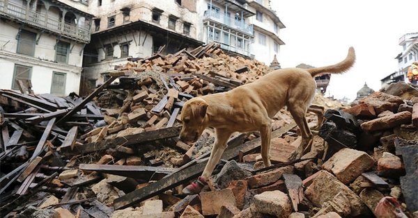 Animals predicting earthquakes