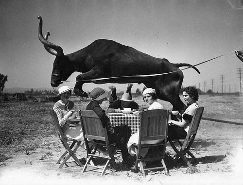 Lunch Interrupted by a Flying Bull
