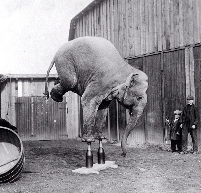 Elephant Balancing on Champagne Bottles
