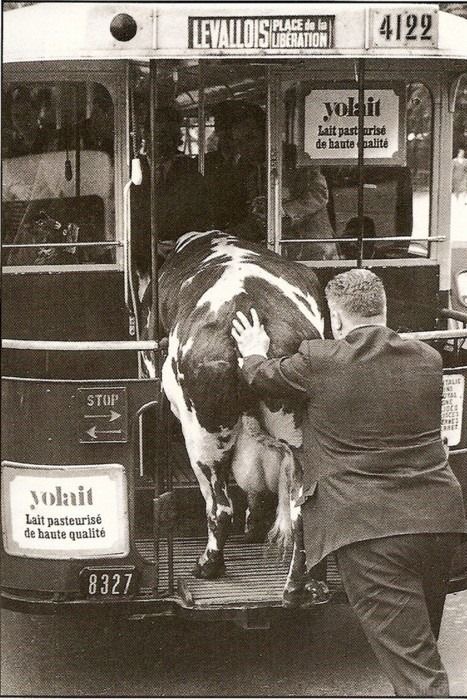 Cow on a Bus