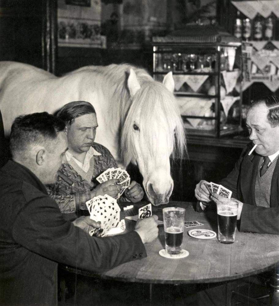 Poker Night Featuring a Horse