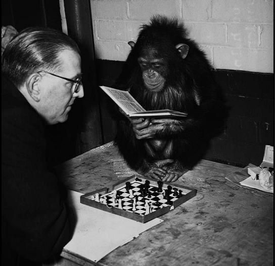 Monkey Playing Chess