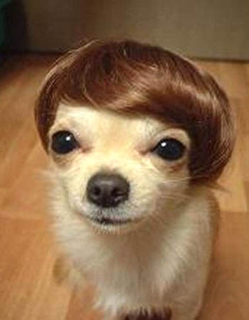 if justin bieber was a dog.... he would be a chihuahua
