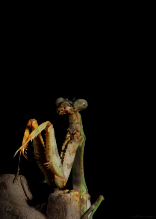 praying gif mantis