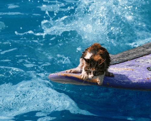 surfing cat
