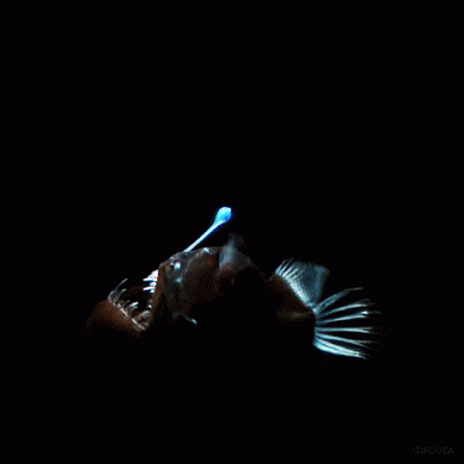bioluminescence gif