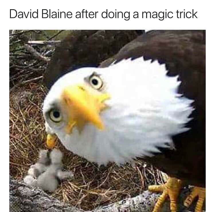bald eagle meme - David Blaine after doing a magic trick