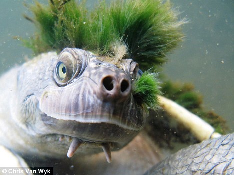 Punk Rock Turtle With Green Mohawk