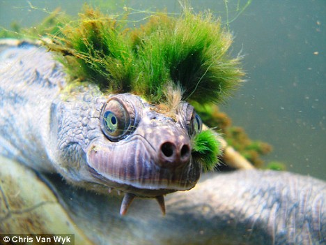 Punk Rock Turtle With Green Mohawk