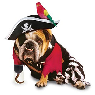 homeless pirate dog