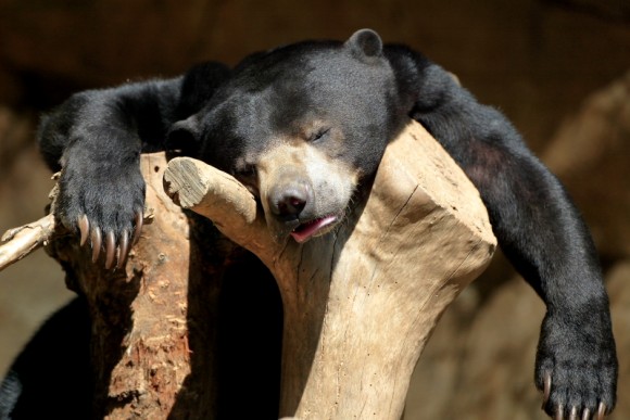 28 Animals That Look Hungover