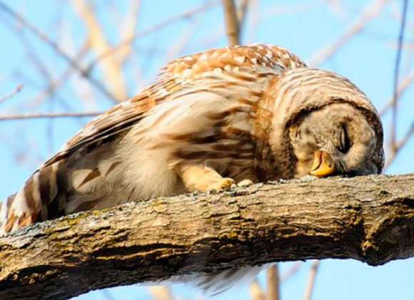 28 Animals That Look Hungover