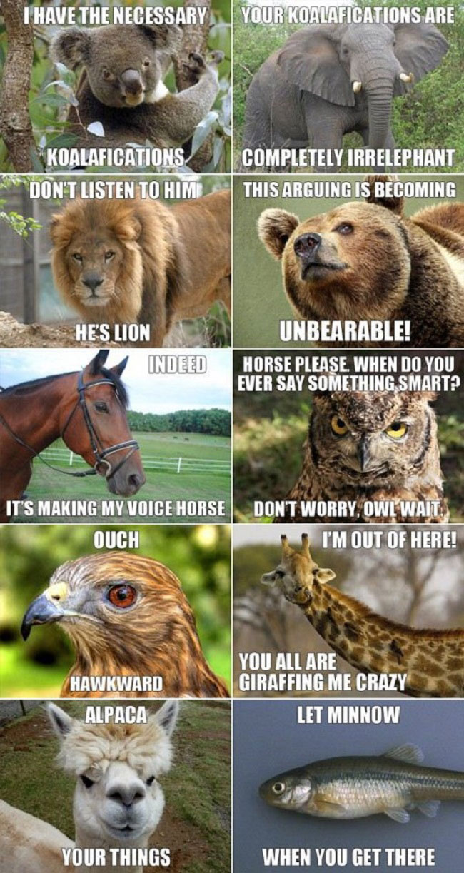 animal puns meme - T Have The Necessary Your Koalafications Are Koalafications Don'T Listen To Him Completely Irrelephant This Arguing Is Becoming He'S Lion Indeed Unbearable! Horse Please When Do You Ever Say Something Smart? It'S Making My Voice Horse D