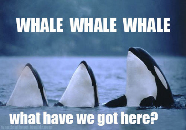 whale whale whale what do we have here - Whale Whale Whale what have we got here