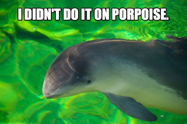 porpoise animal - I Didn'T Do It On Porpoise.