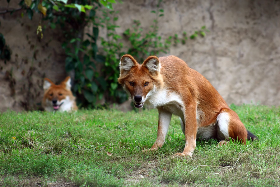 The Dhole is a species of canid native to South and Southeast Asia.  The dhole is a highly social animal, living in large clans which occasionally split up into small packs to hunt.  It primarily preys on medium-sized ungulates, which it hunts by tiring them out in long chases, and kills by disemboweling them. Though fearful of humans, dhole packs are bold enough to attack large and dangerous animals such as wild boar, water buffalo, and even tigers.