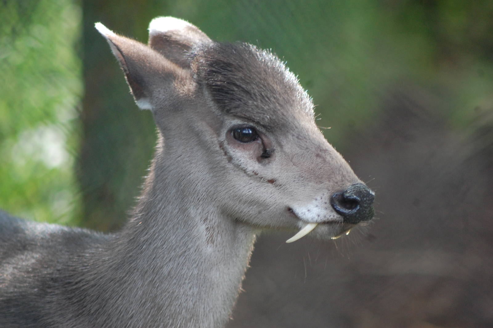 The Tufted Deer is a small species of deer characterized by the prominent tuft of black hair on its forehead. It is a close relative of the muntjac, living somewhat further north over a wide area of central China.  It is a timid animal, mainly solitary or found in pairs and prefers places with good cover, where it is well camouflaged.