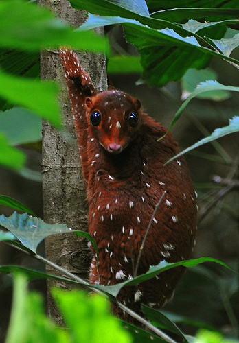 The Sunda Colugo. Also known as The Sunda flying lemur, it is not actually a lemur and does not fly. Instead, it glides as it leaps among trees. It is strictly arboreal, is active at night, and feeds on soft plant parts such as young leaves, shoots, flowers, and fruits.  The Sunda Coluga can be found throughout Southeast Asia in Indonesia, Thailand, Malaysia, and Singapore