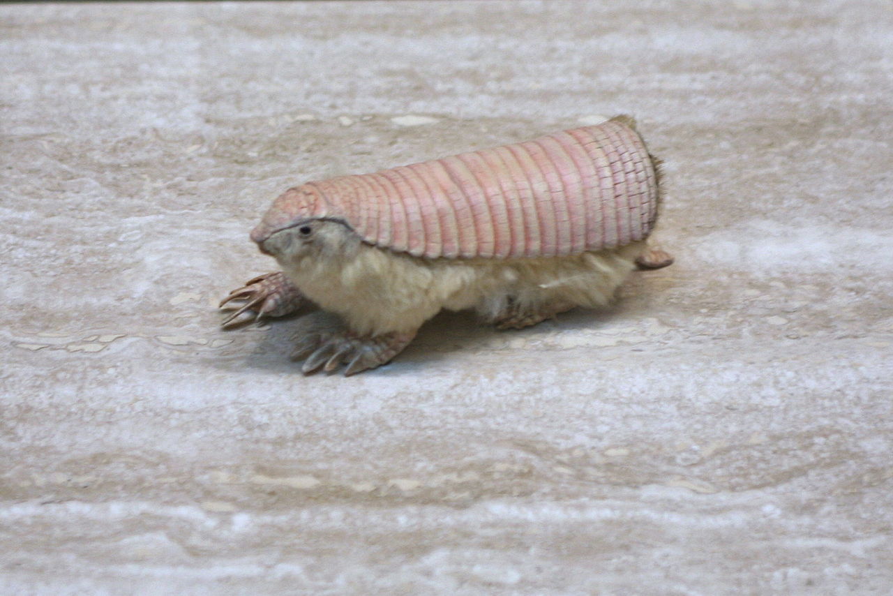 The pink fairy armadillo is approximately 3.5-4.5 inches long, excluding the tail, and is pale rose or pink in color. It has the ability to bury itself completely in a matter of seconds if frightened.  It is a nocturnal animal and it burrows small holes near ant colonies in dry soil, and feeds mainly on ants and ant larvae near its burrow.  It uses large front claws to agitate the sand, allowing it to almost swim through the ground like it is water. It is torpedo-shaped, and has a shielded head and back.