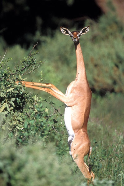 The gerenuk, also known as the Waller's gazelle, is a long-necked species of antelope found in dry thorn bush scrub and desert in Eastern Africa. The word gerenuk comes from the Somali language, meaning "giraffe-necked".  Gerenuks have a relatively small head for their body, but their eyes and ears are proportionately large.  Gerenuks seldom graze but browse on prickly bushes and trees, such as acacias. They can reach higher branches and twigs than other gazelles and antelope by standing erect on their rear legs and stretching their elongated necks.