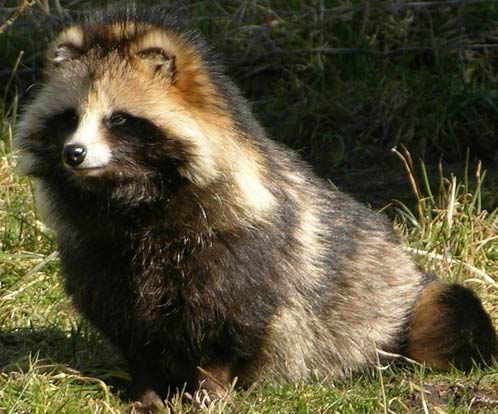 The Raccoon Dog, or Tanuki, is a canid indigenous to East Asia.  The raccoon dog is named for its resemblance to the raccoon, to which it is not closely related.  They are very good climbers and regularly climb trees.