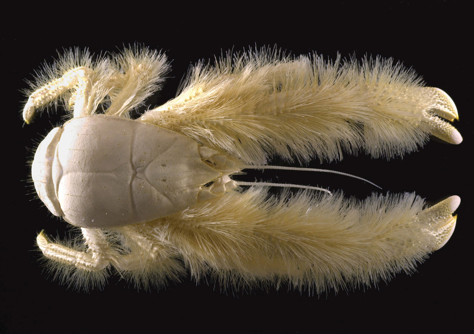 Also known as the Kiwaidae, this crab is a type of marine decapod living at deep-sea hydrothermal vents and cold seeps.  The animals are commonly referred to as "yeti crabs" because of their claws and legs, which are white and appear to be furry like the mythical yeti.