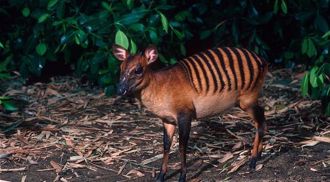The zebra duiker is a small antelope found in Ivory Coast and other parts of Africa.  They have gold or red-brown coats with distinctive zebra-like stripes hence the name  Their prong-like horns are about 4.5 cm long in males, and half that in females.  They live in lowland rainforests and mostly eat leaves and fruit.