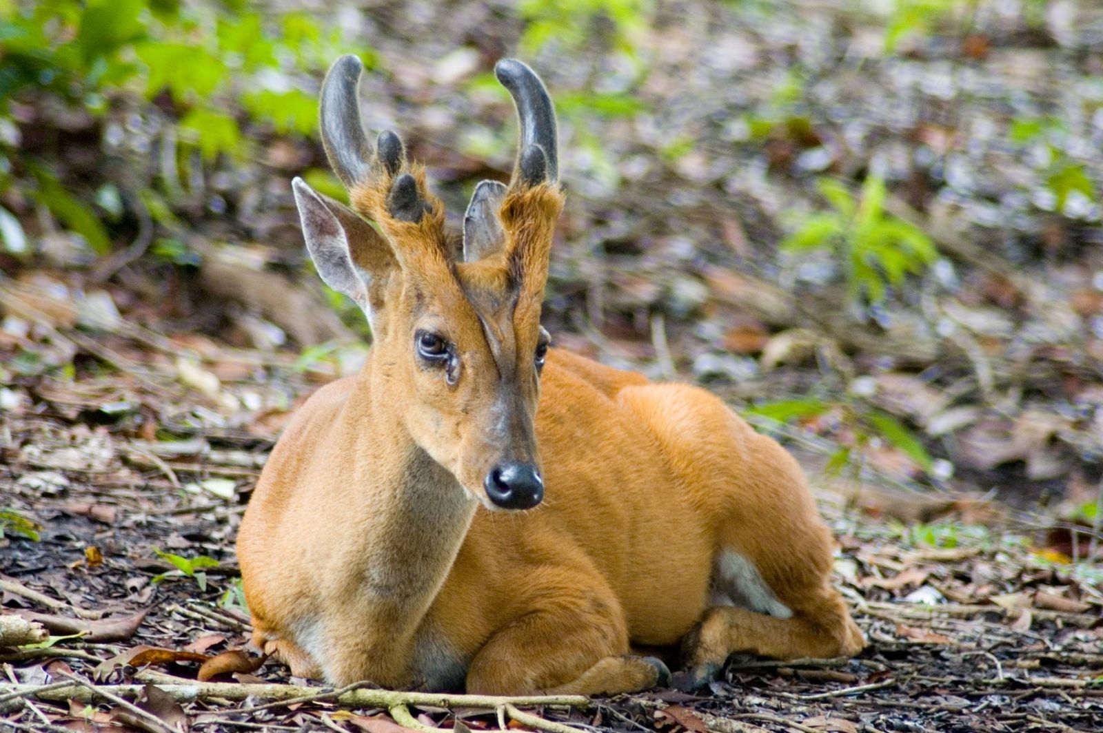 The Southern Red Muntjac. Found in south Asia, it has soft, short, brownish or greyish hair and is omnivorous, feeding on grass, fruits, shoots, seeds, birds' eggs as well as small animals. It sometimes even displays scavenging behavior, feeding on carrion. It gives calls similar to barking, usually upon sensing a predator.  Males are extremely territorial anddespite their diminutive sizecan be quite fierce. They will fight each other for territory using their antlers or their tusk-like upper canine teeth, and can even defend themselves against certain predators such as dogs.