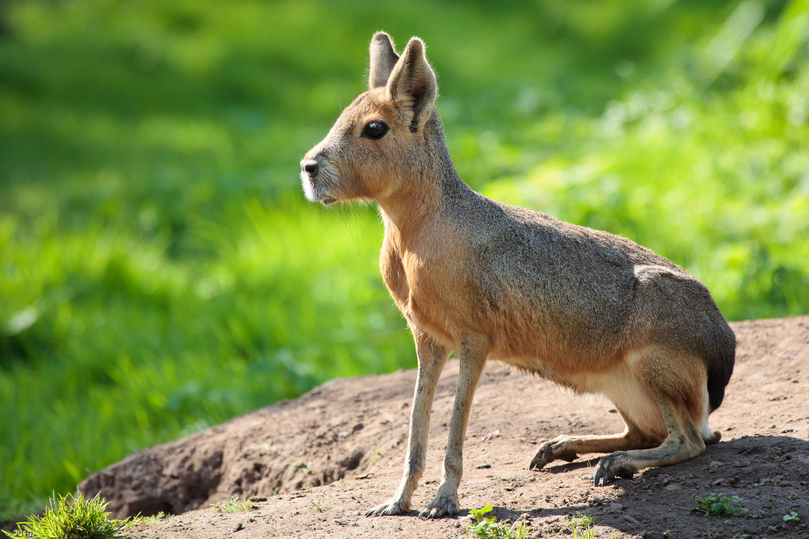 The Patagonian Mara is a relatively large rodent found in parts of Argentina.  This herbivorous, somewhat rabbit-like animal has distinctive long ears and long limbs and its hind limbs are longer and more muscular than its forelimbs.