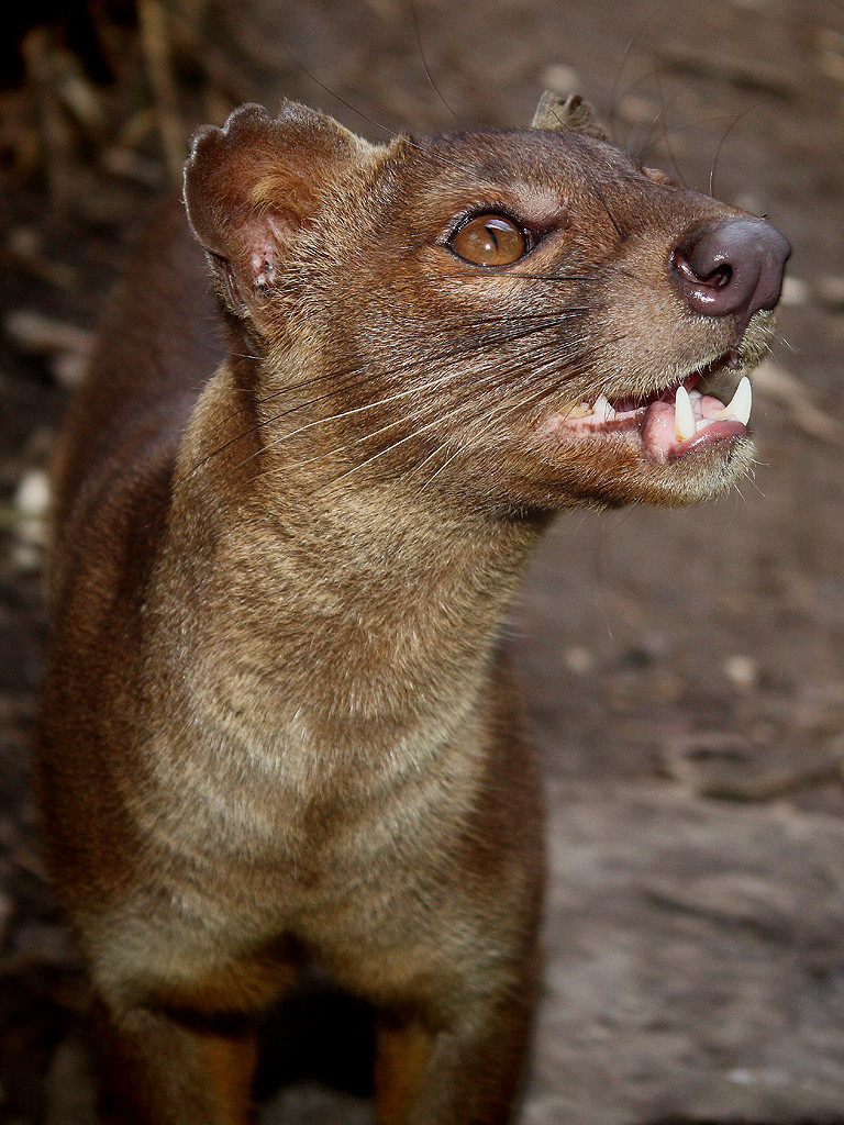 The fossa is a cat-like, carnivorous mammal that is endemic to Madagascar.  The fossa is the largest mammalian carnivore on the island of Madagascar and has been compared to a small cougar.   It has semi-retractable claws and flexible ankles that allow it to climb up and down trees head-first, and also support jumping from tree to tree.
