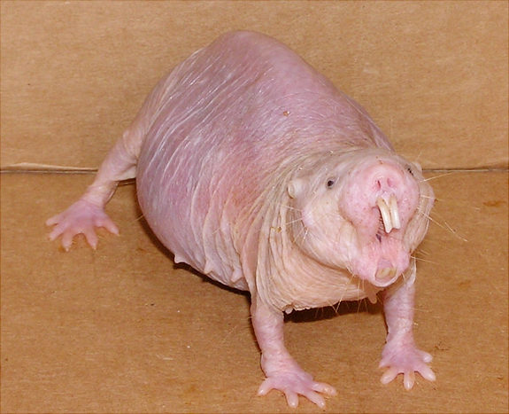 This naked mole rat has a lot of characteristics that make it very important to human beings.  For one it is resistant to cancer.  They also live up to 28 years, which is unheard of in mammals of its size.  It seemingly does not age much in those 28 years either.  It remains young, healthy and fully fertile for almost all its days, which for an elderly animal is equivalent to an 80-year-old woman having the biological make-up of someone 50 years younger.  The naked mole rat is used in both cancer research and the study of aging.  Not only making it a bizarre creature, but an incredibly important creature as well.